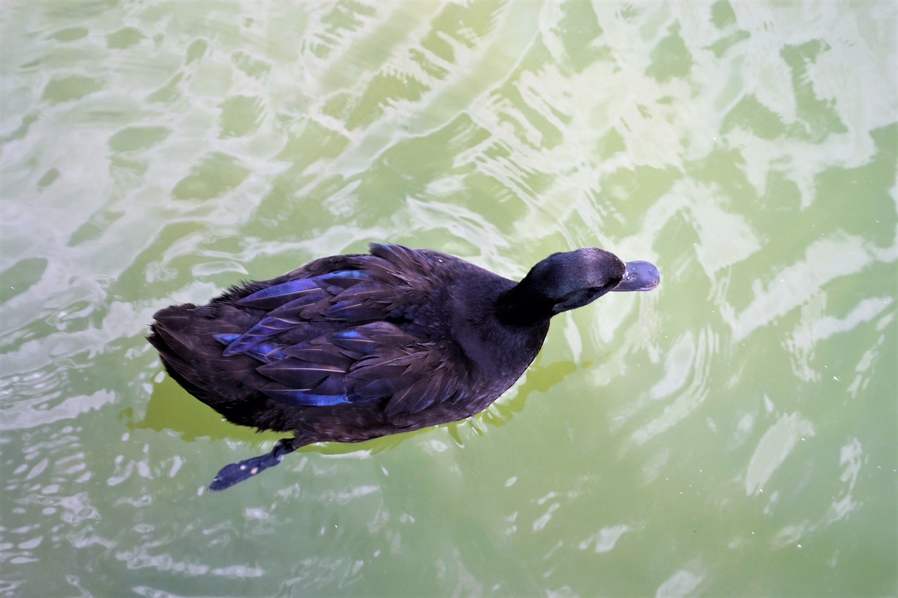 Image - black duck pond fiver wildlife