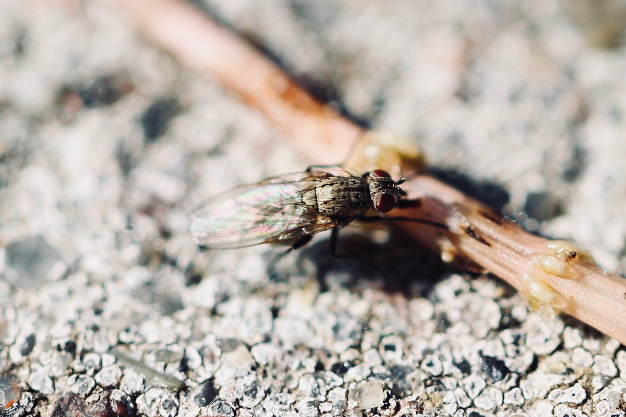 Image - fly stone wild animal wildlife