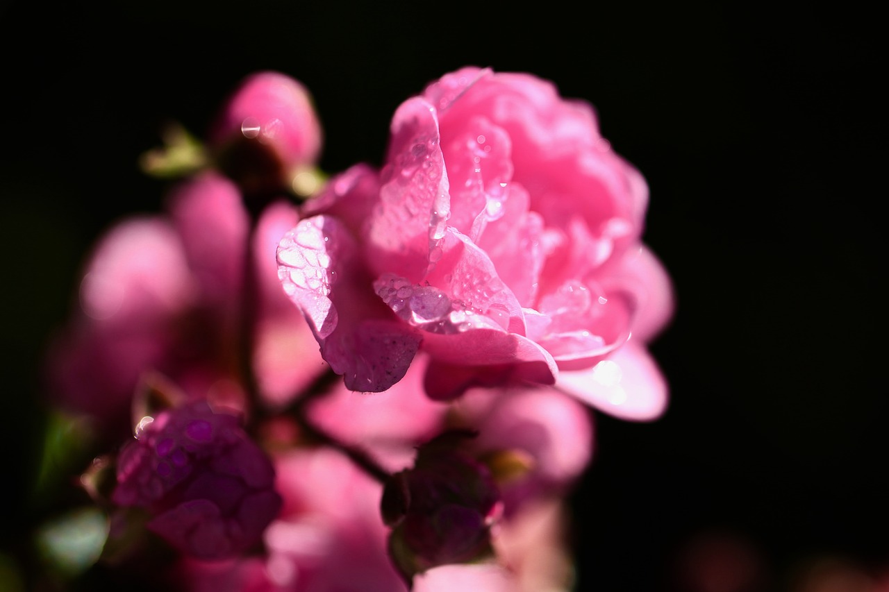 Image - rose pink water love romantic