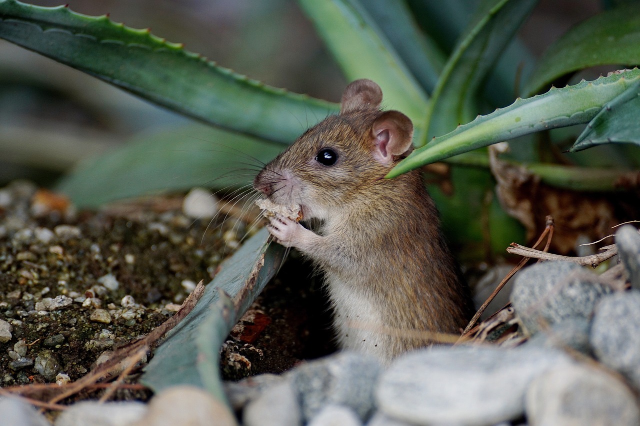 Image - mouse nager animal cute rodent