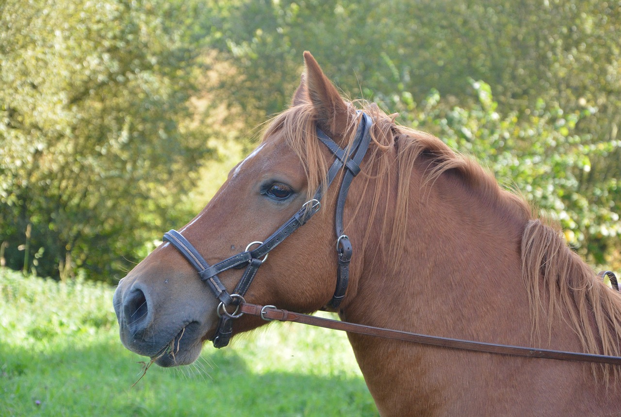 Image - horse mare horseback riding animal