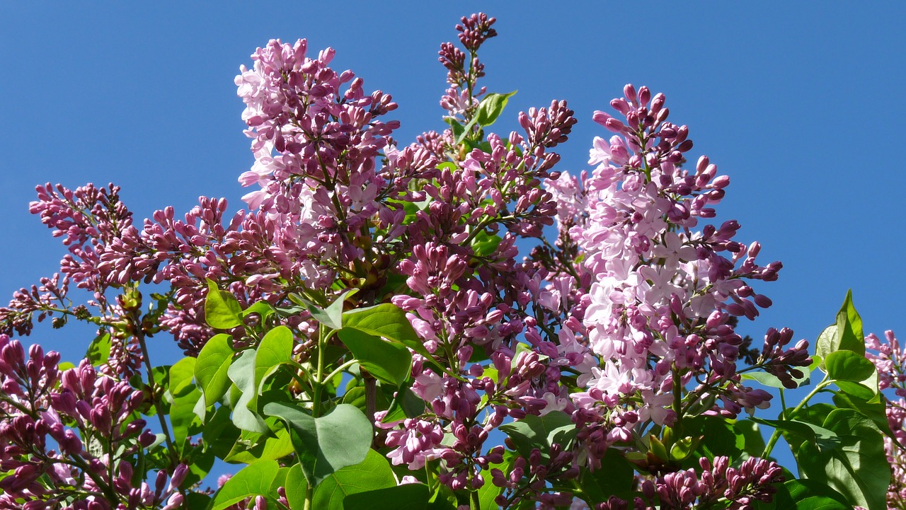 Image - lilac buds tree