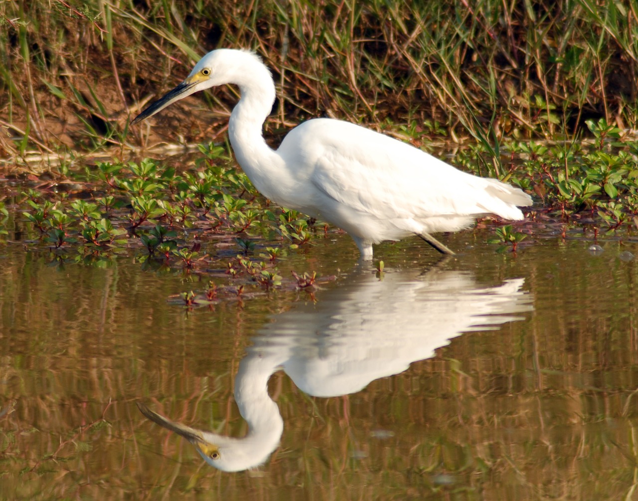 Image - ave fauna heron