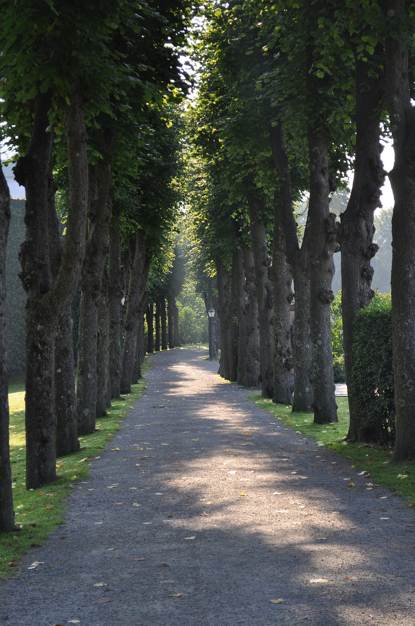 Image - tree lined path walkway green