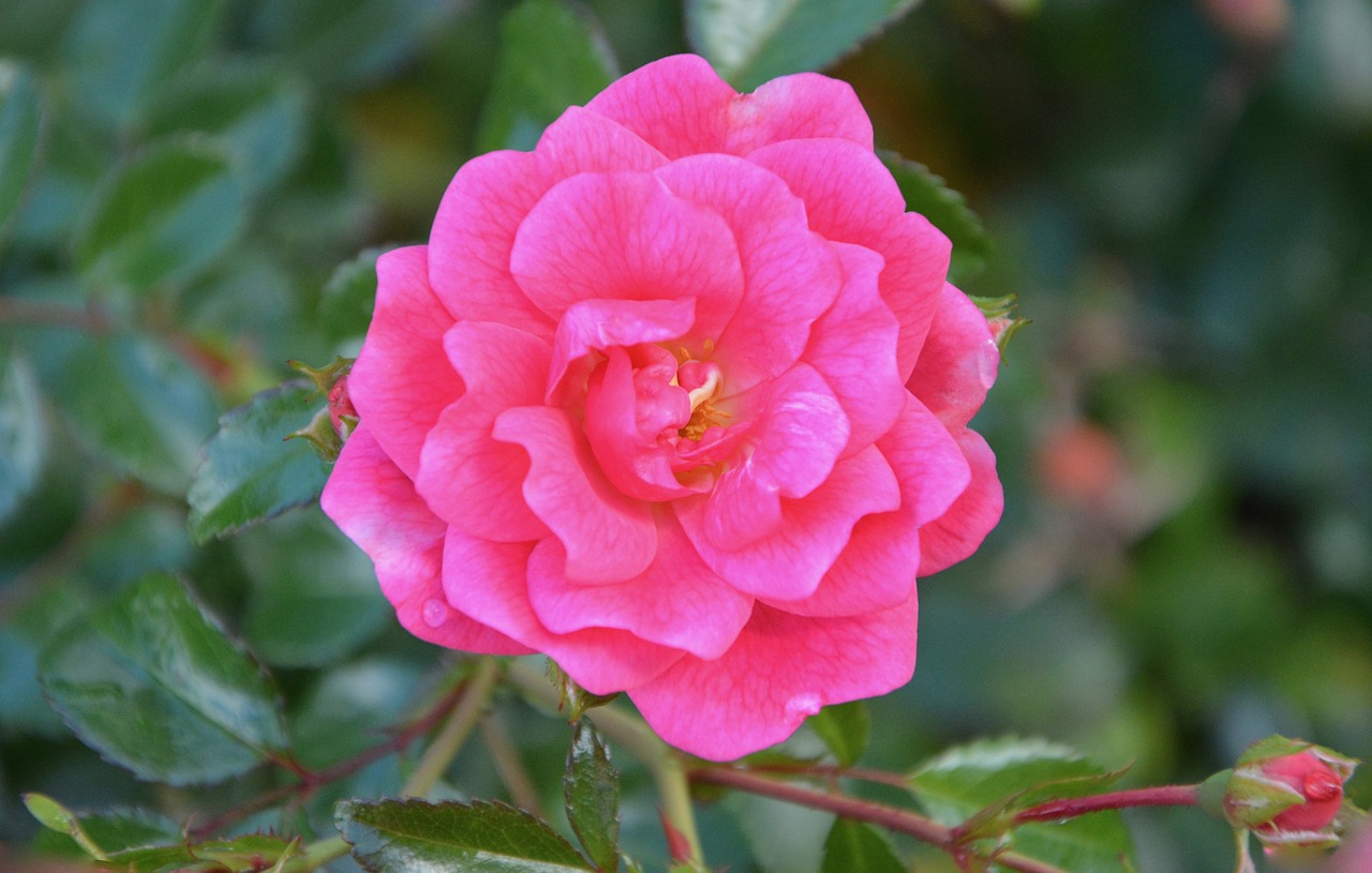 Image - pink rosebush thorns leaf petals