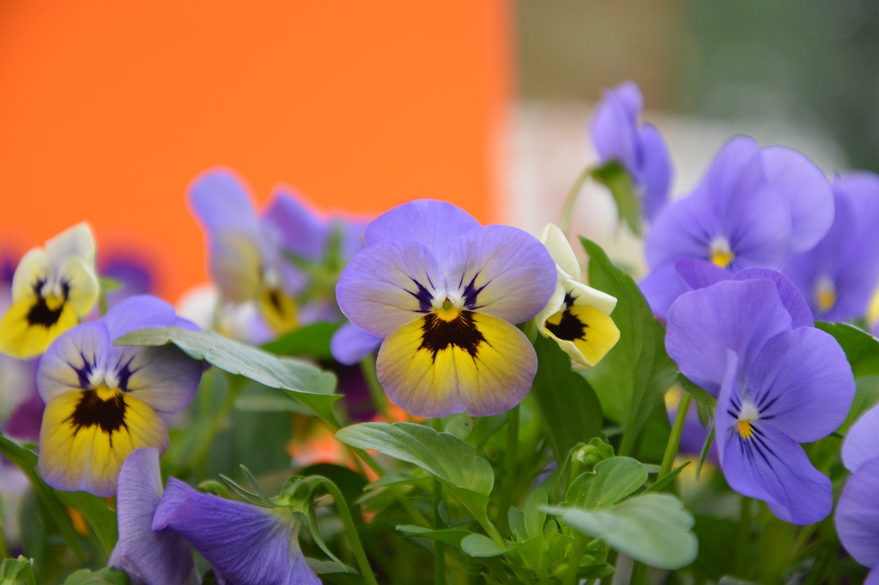 Image - flowers mini thoughts yellow purple
