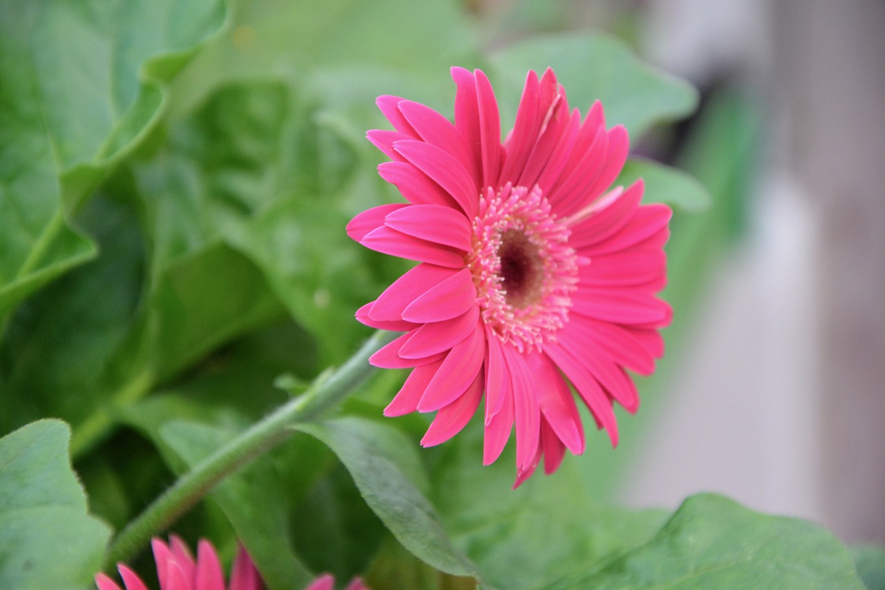 Image - flowers pink petals color pink