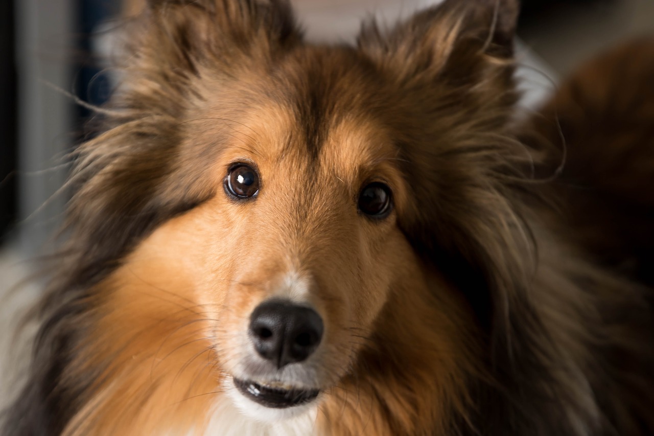 Image - dog shelti sheepdog shetland cute