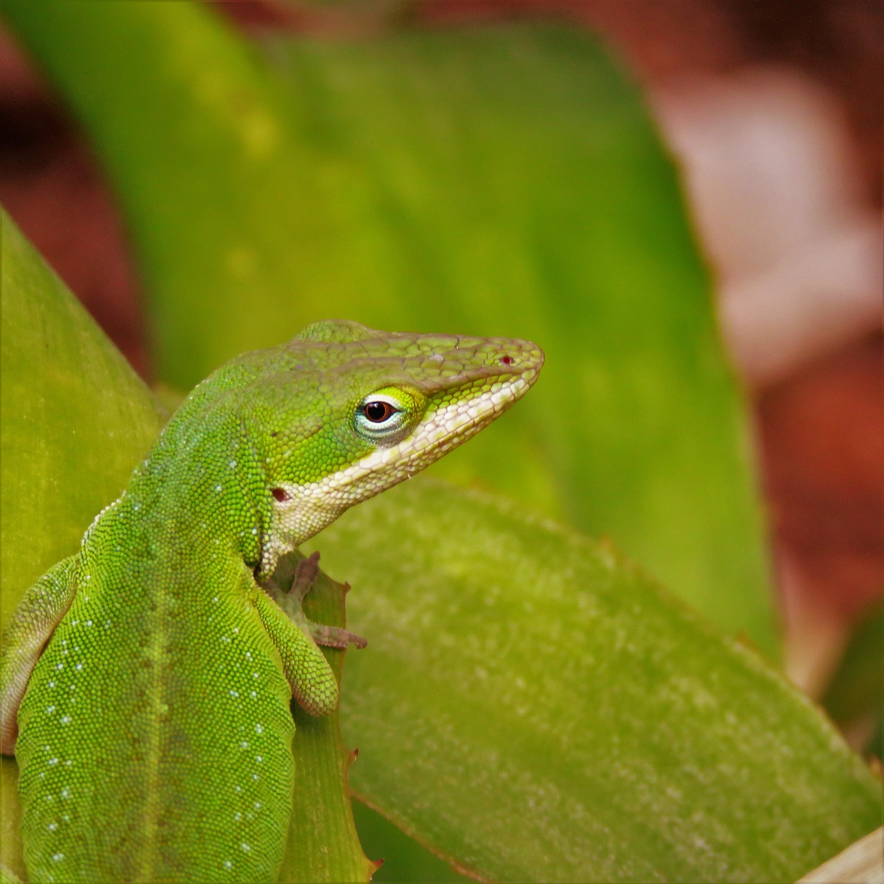 Image - reptile lizard close up wildlife