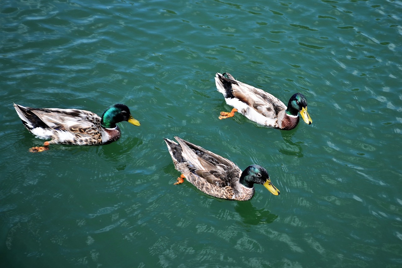 Image - ducks birds pond lake water