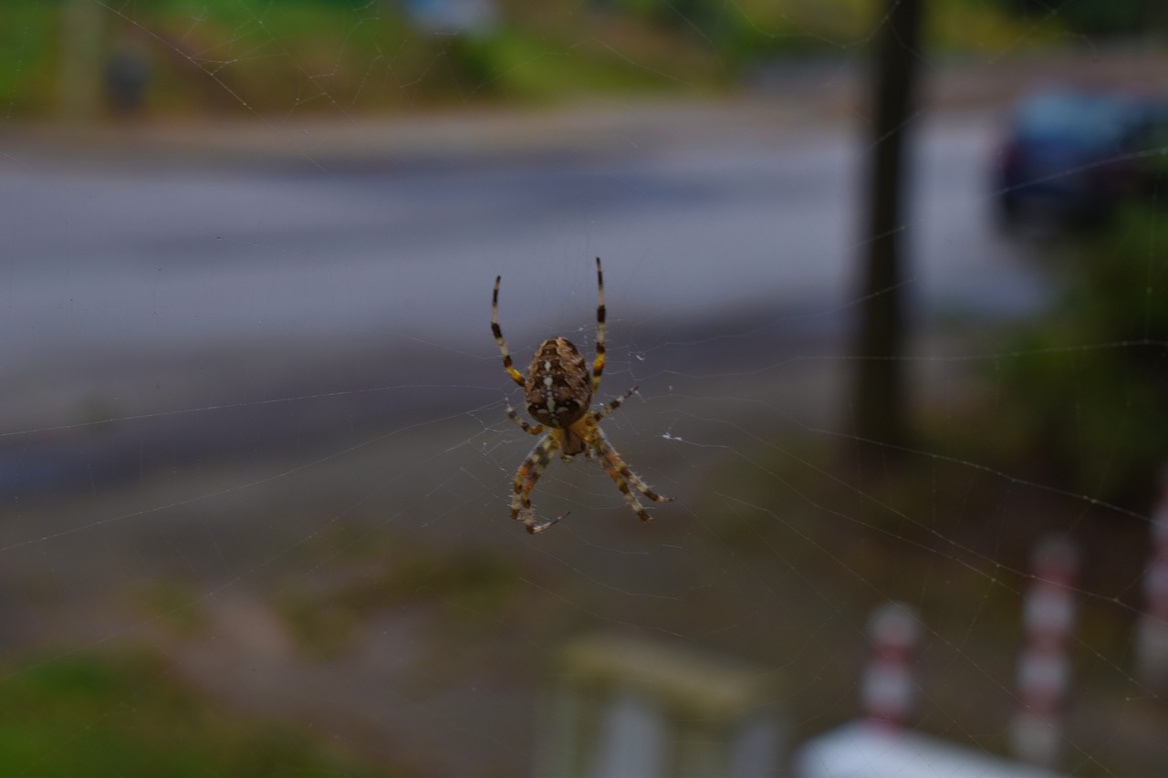 Image - spider close insect nature animal