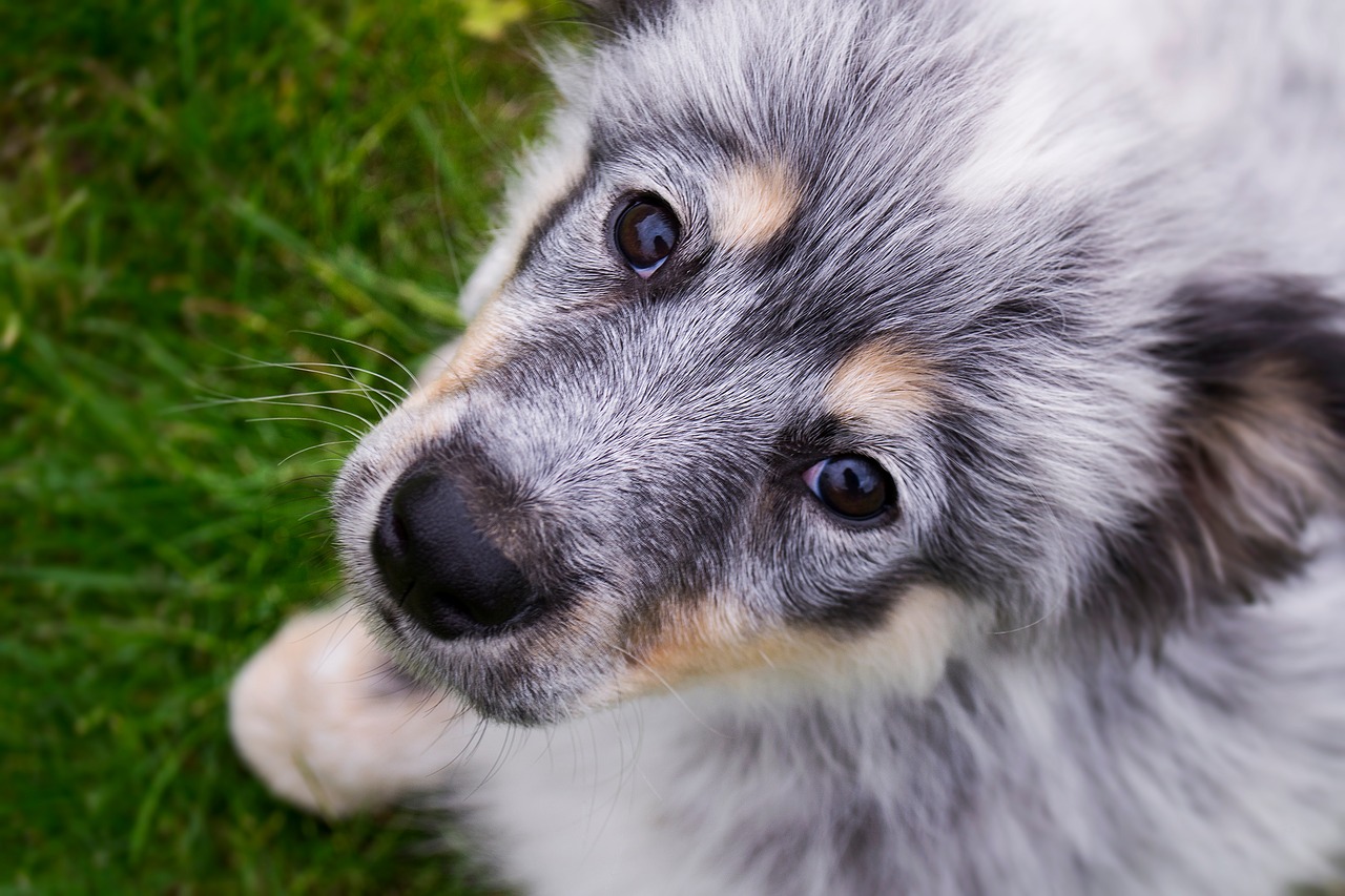 Image - dog puppy funny views