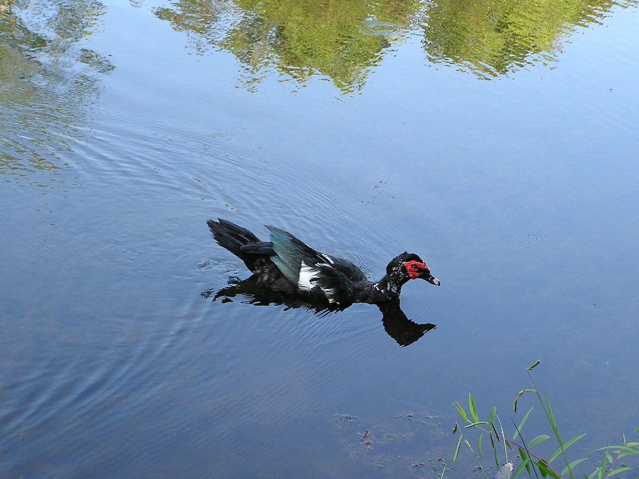 Image - duck water reflection nature