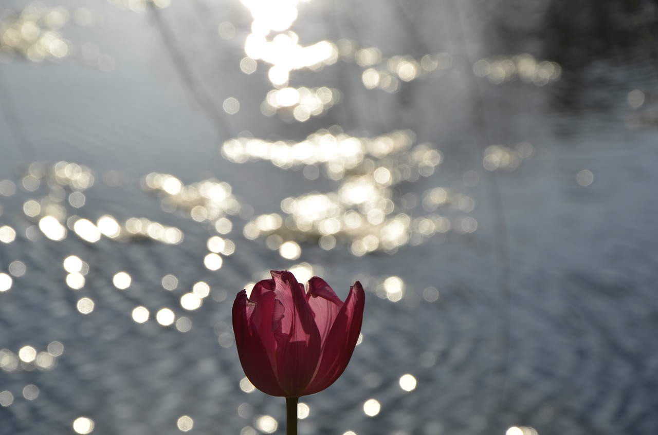 Image - evening male map flower