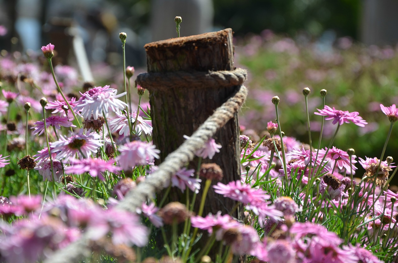 Image - spring day wild flower
