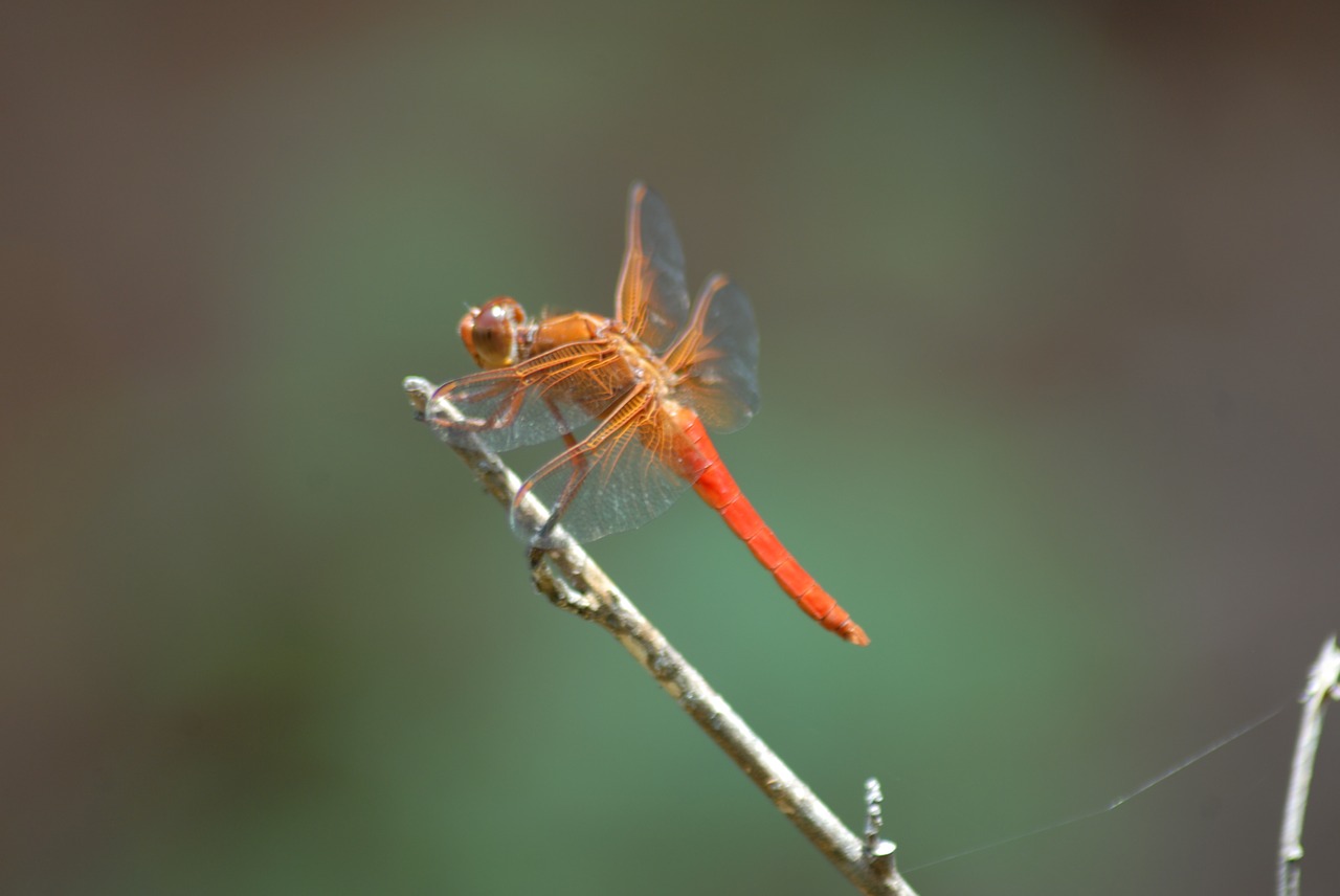 Image - dragonfly fauna nature