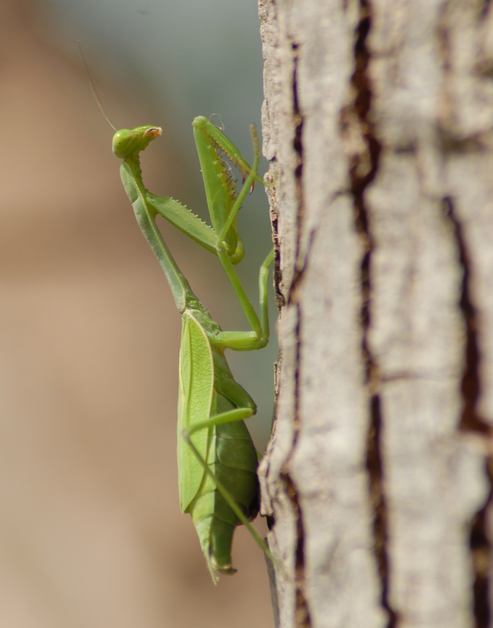 Image - mantis religiosa fauna nature