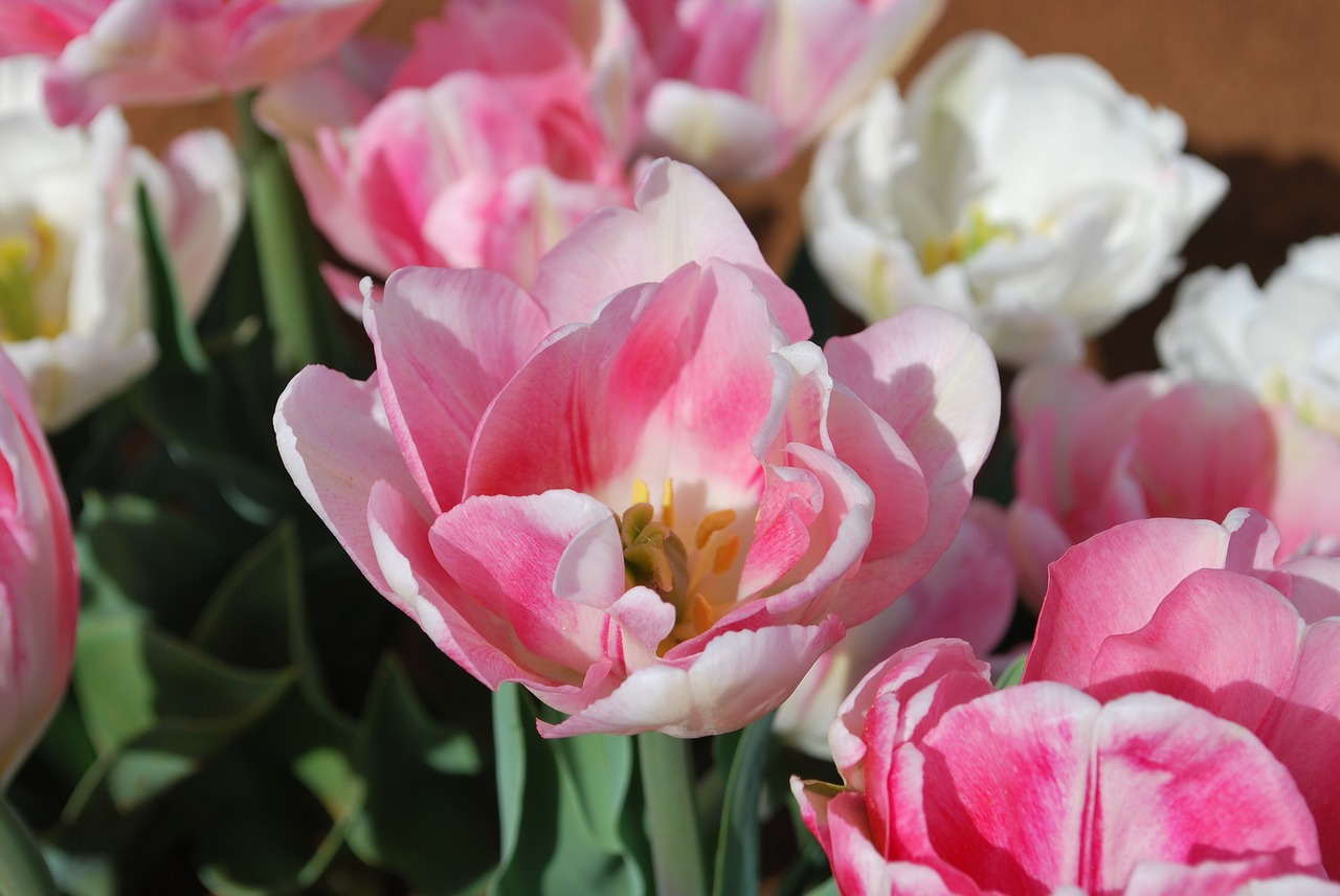 Image - tulip pink pretty floral spring