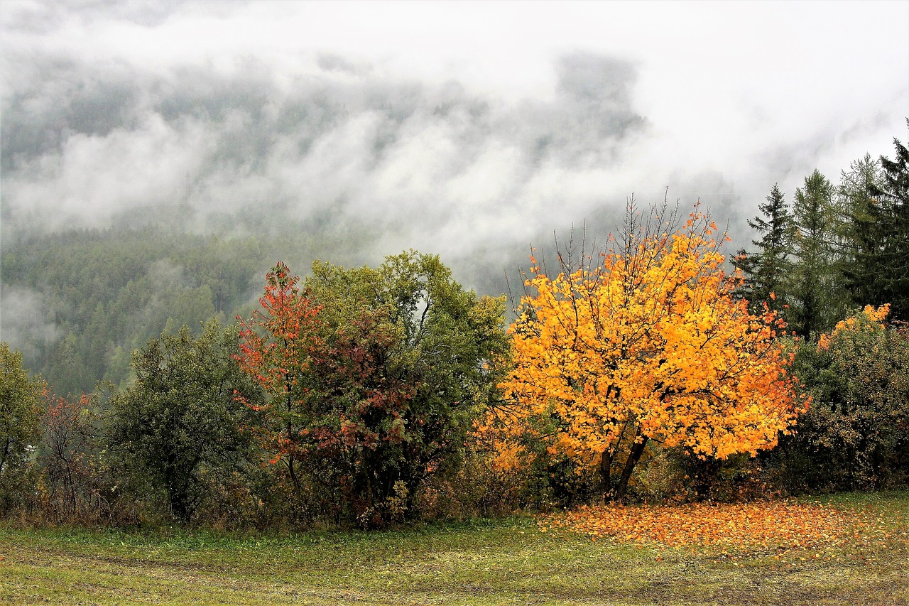 Image - autumn yellow leaves collapse