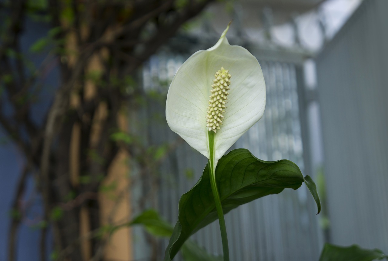 Image - orchids italian white plant
