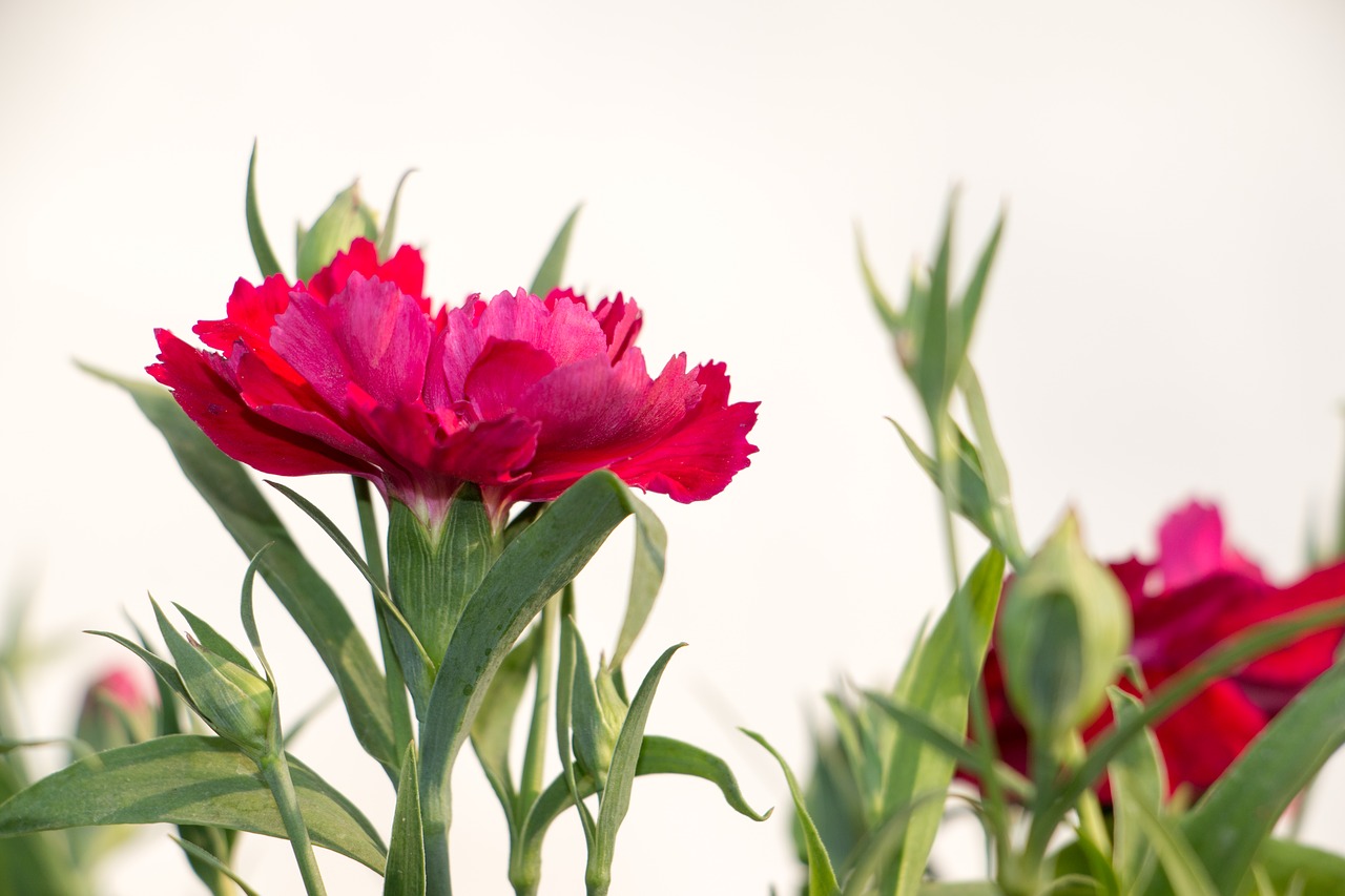 Image - flowers winter flowers dianthus