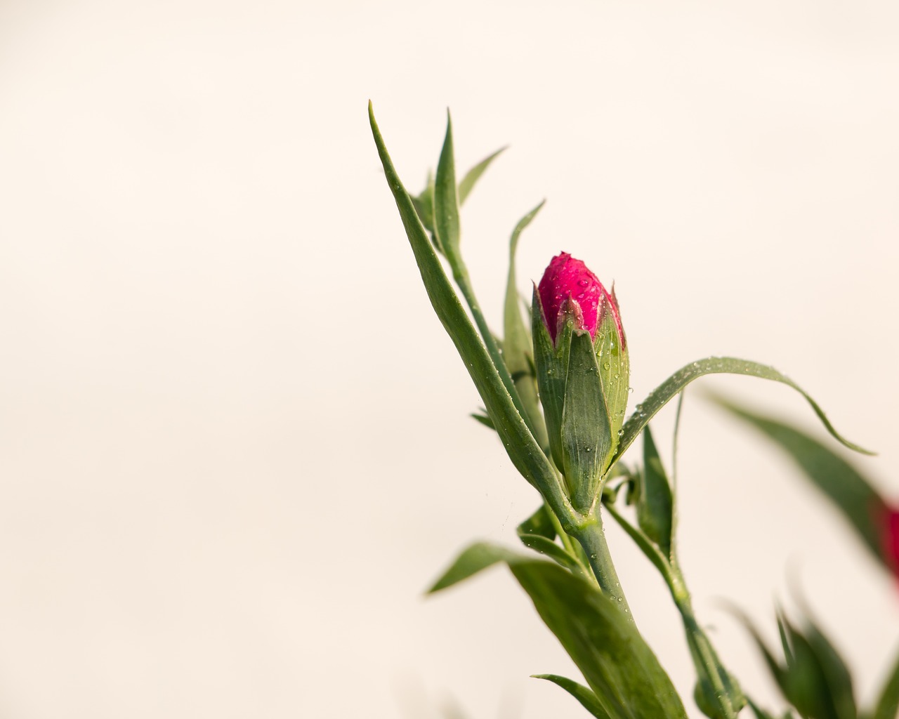 Image - dianthus pink winter flowers