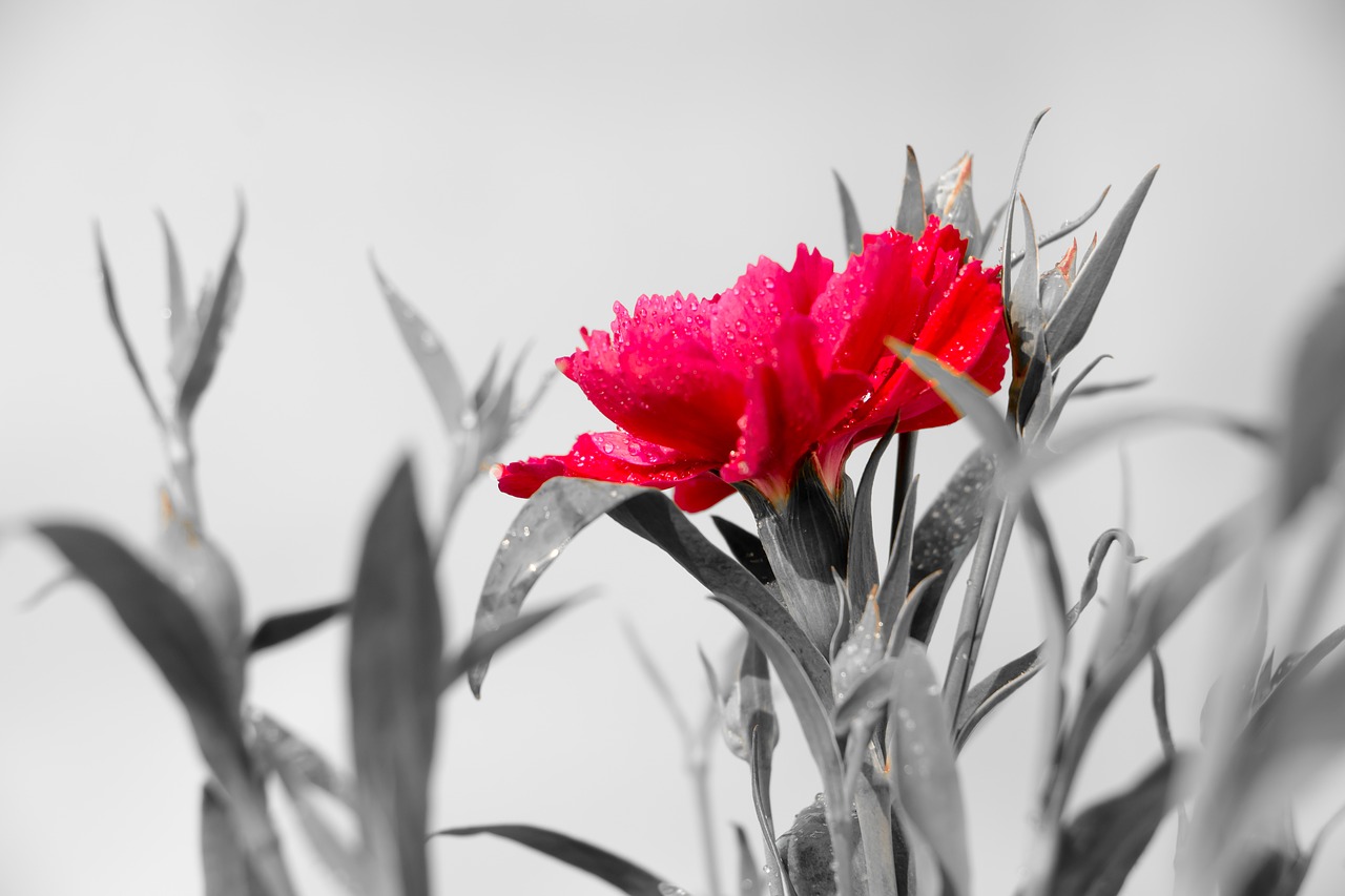 Image - dianthus pink winter flowers life