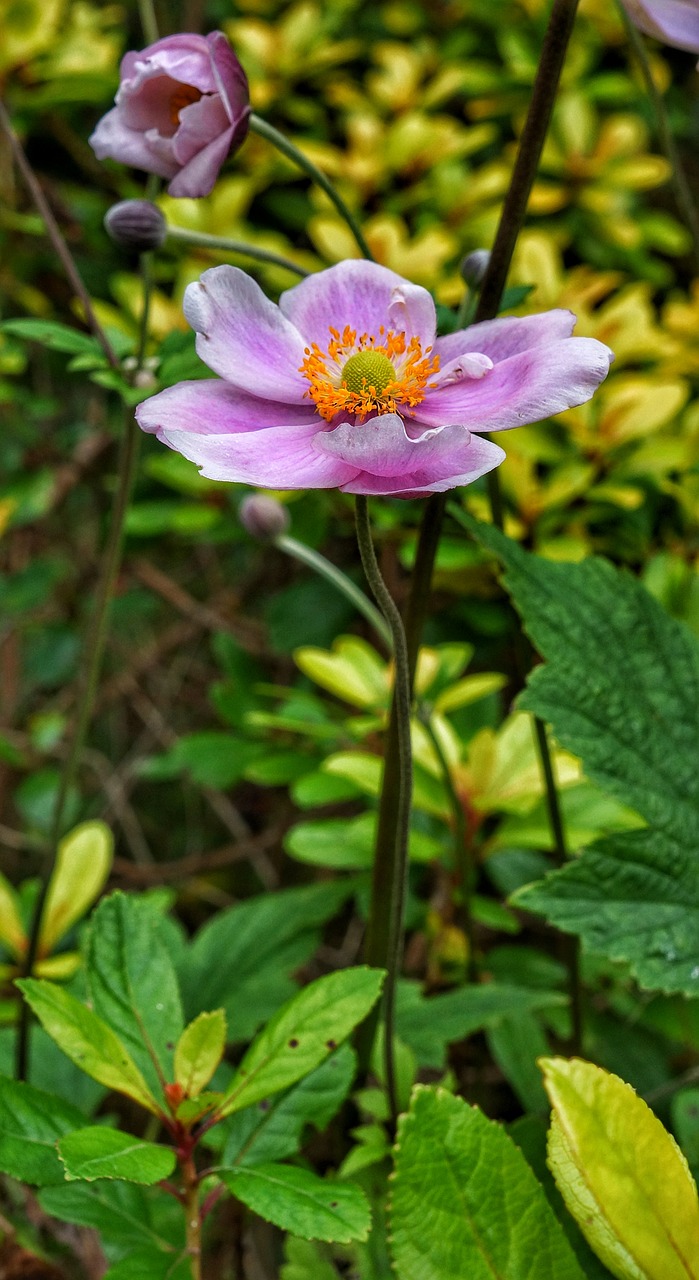 Image - flower pink daisy wild meadow