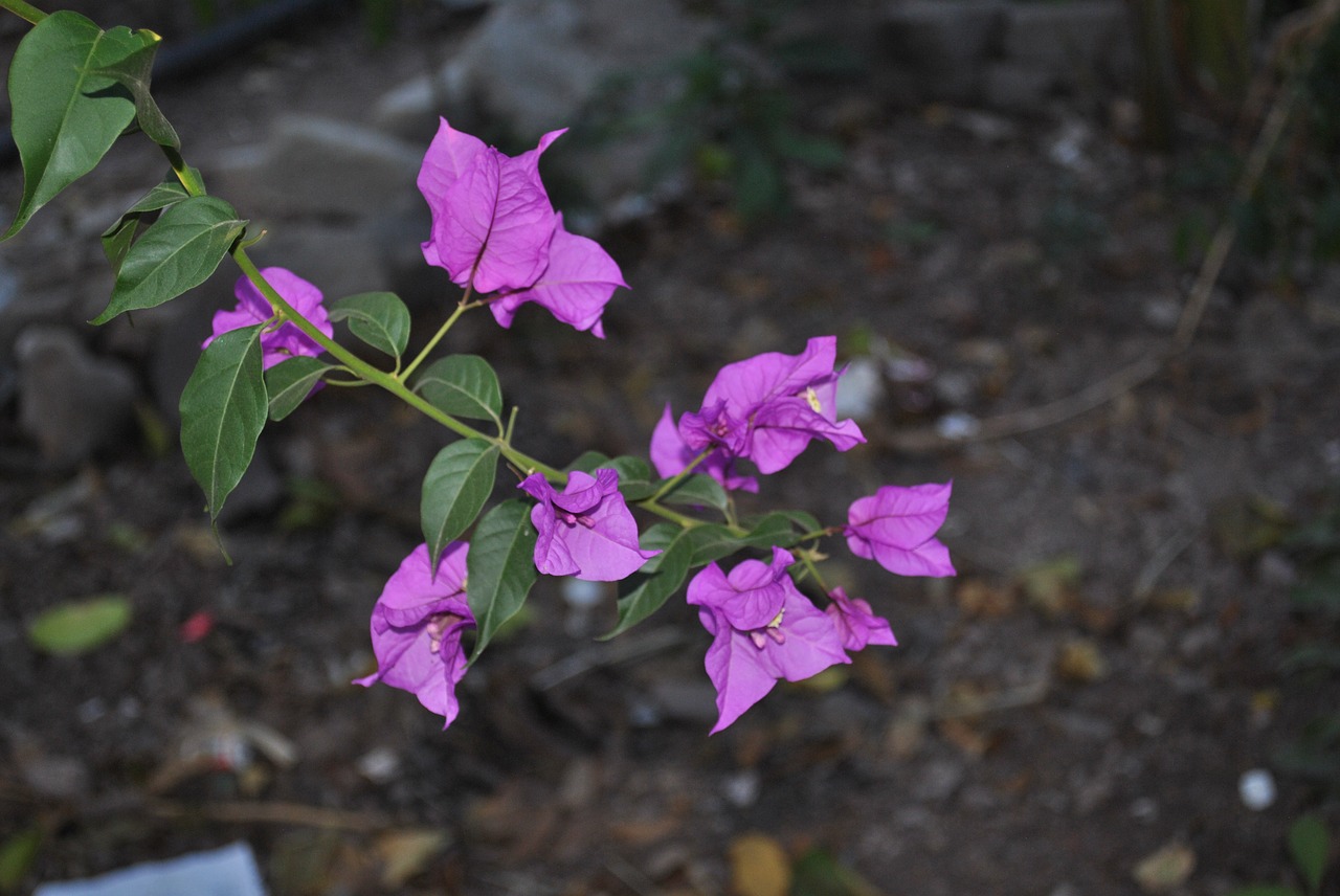 Image - flower buganbilia branch