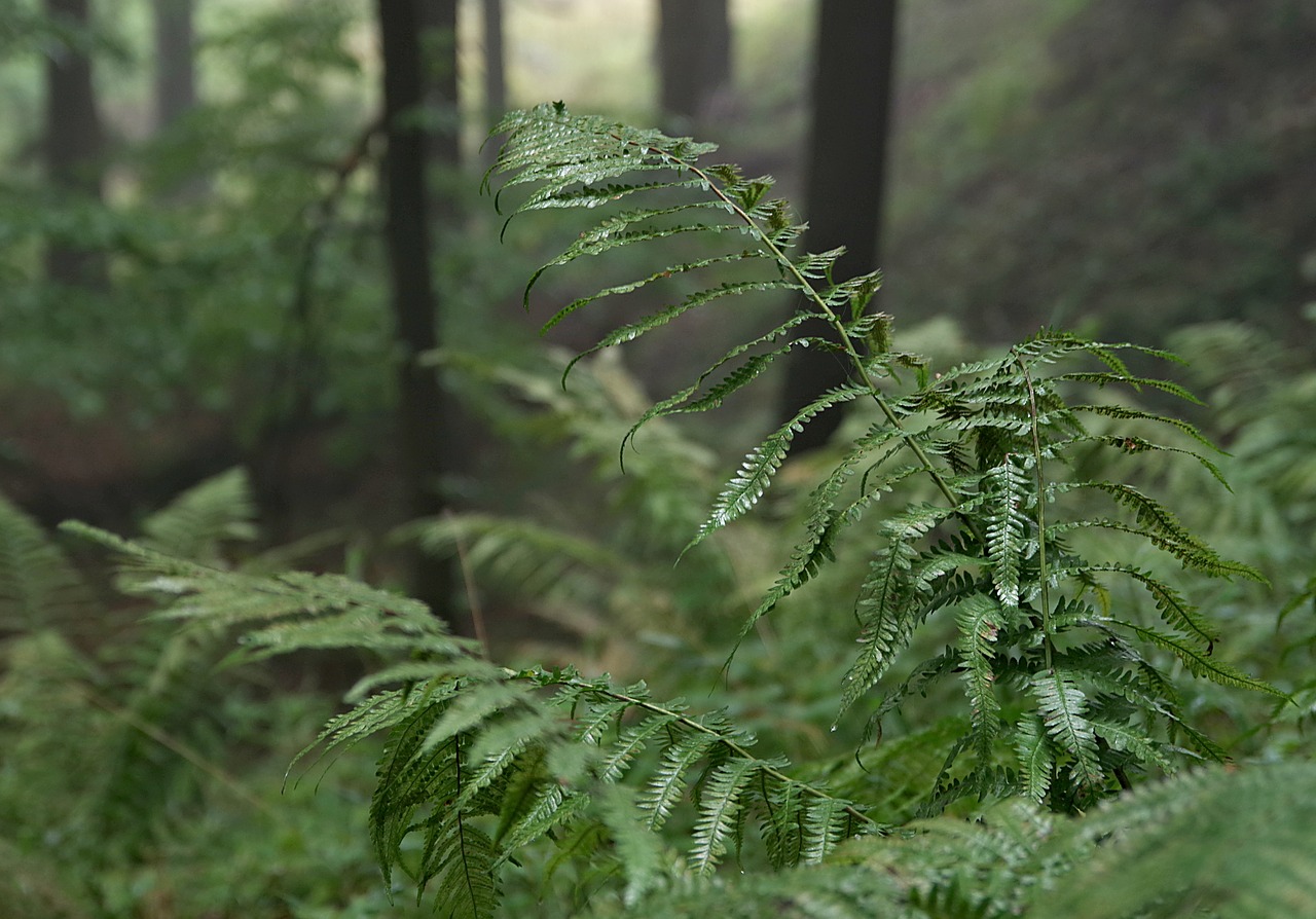 Image - forest the fog tree slope