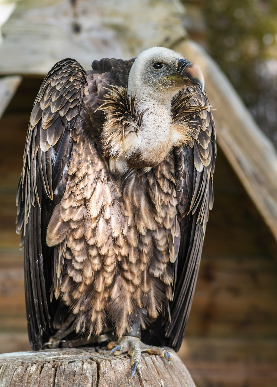 Image - vulture tawny raptor bird