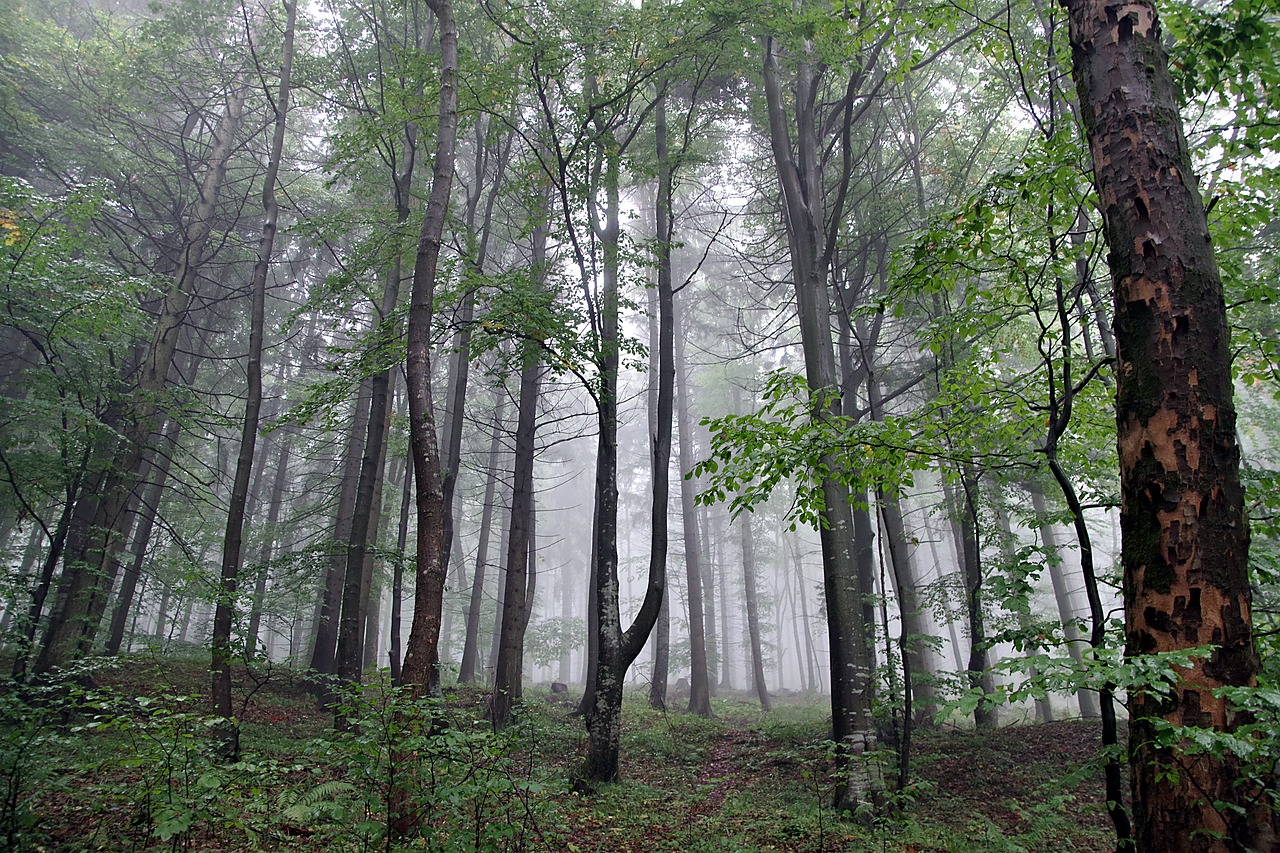 Image - forest the fog tree slope