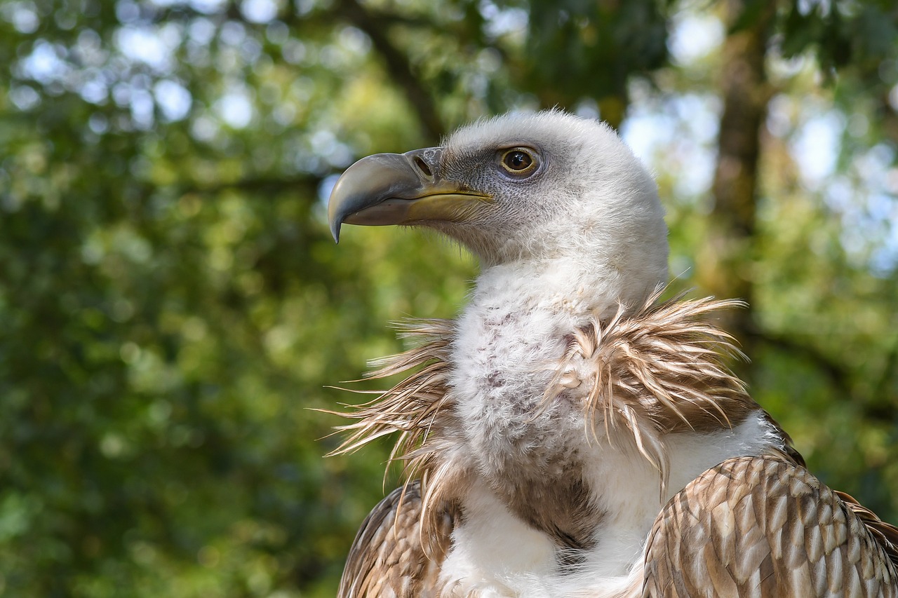 Image - vulture tawny raptor bird
