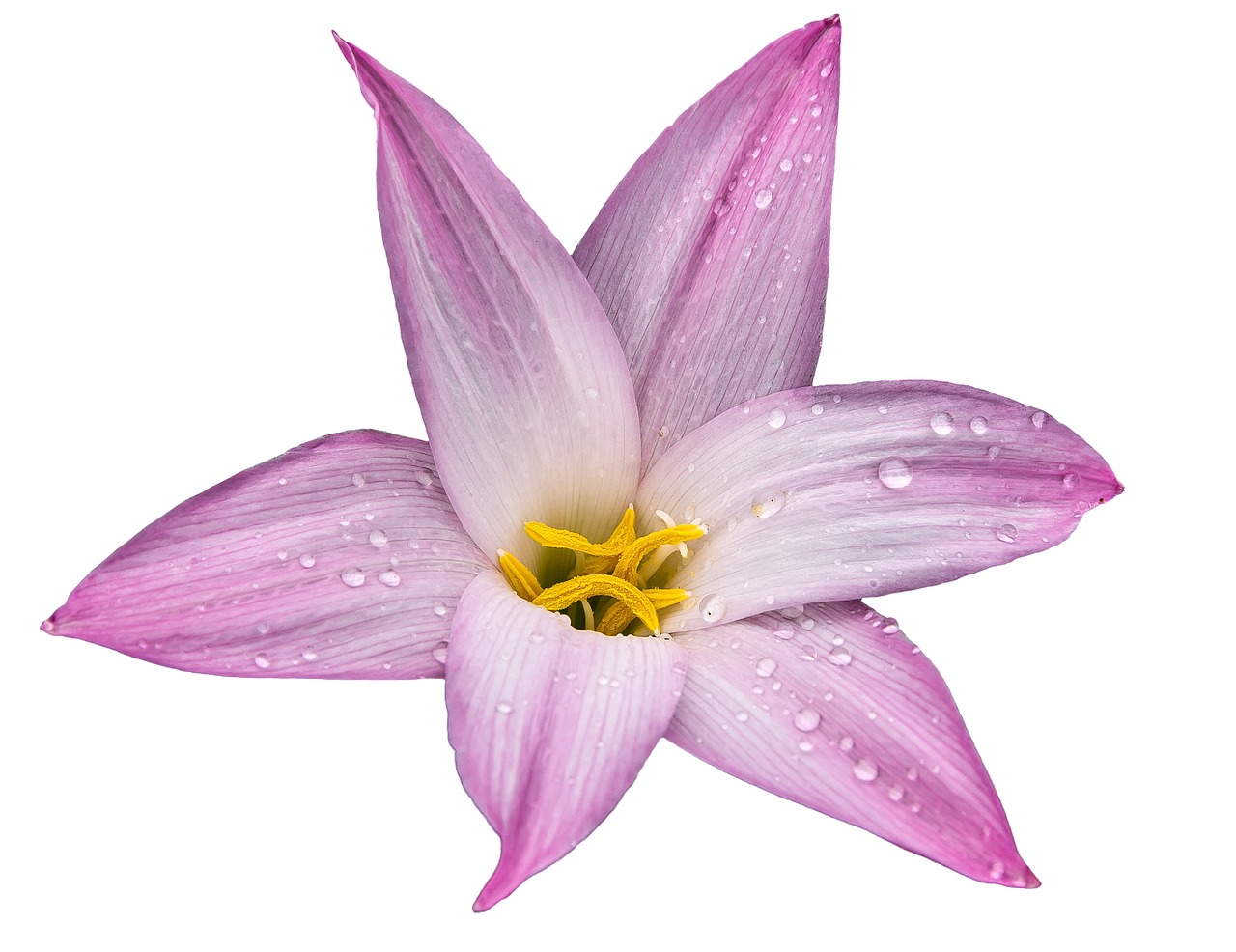 Image - flower lily nature floral blossom