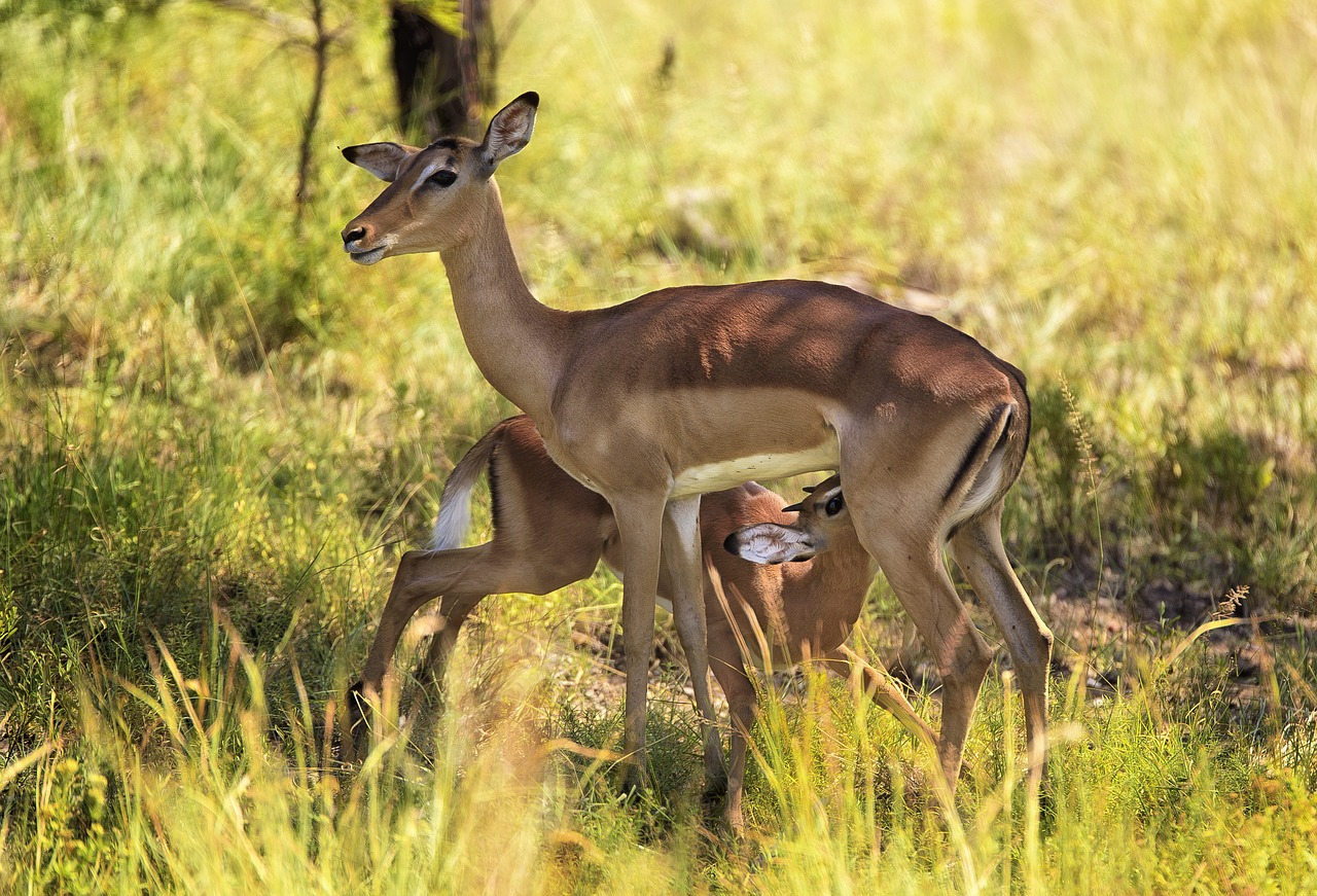 Image - impala suckling wildlife antelope