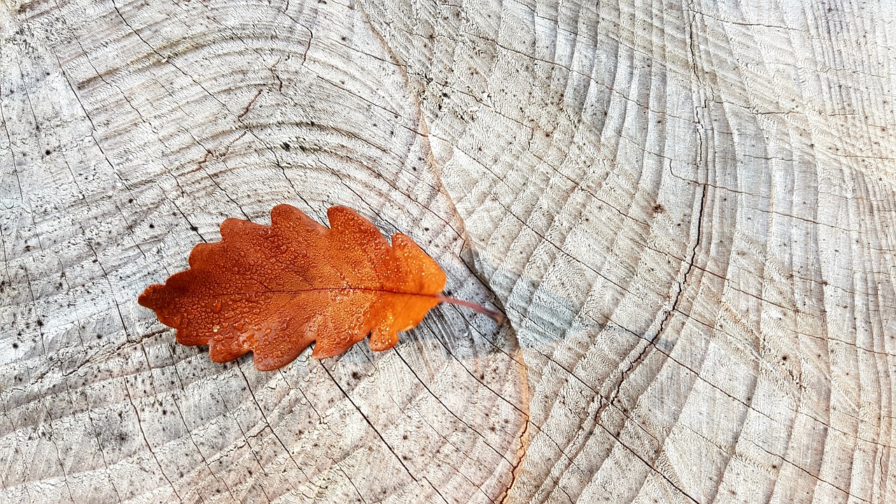 Image - autumn fall foliage oak leaf wood