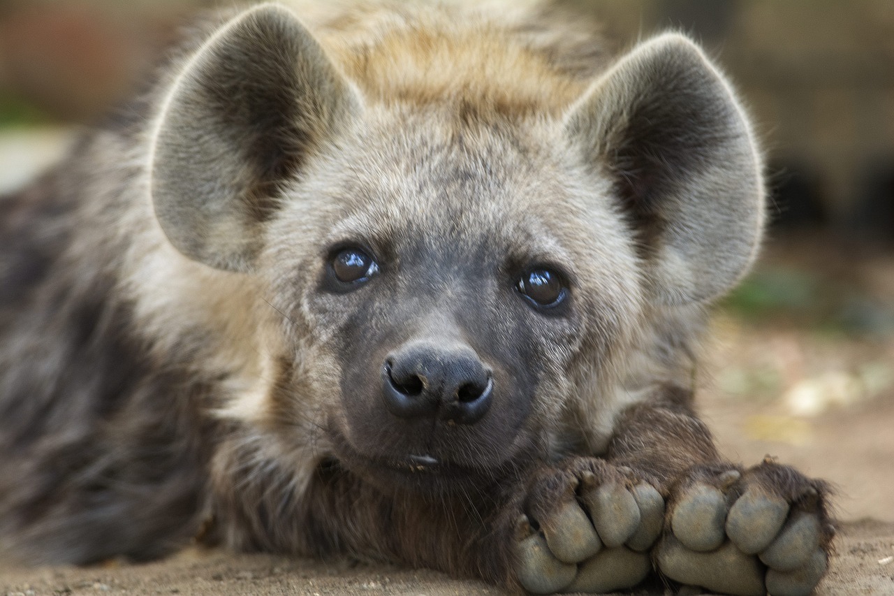 Image - hyena cub close