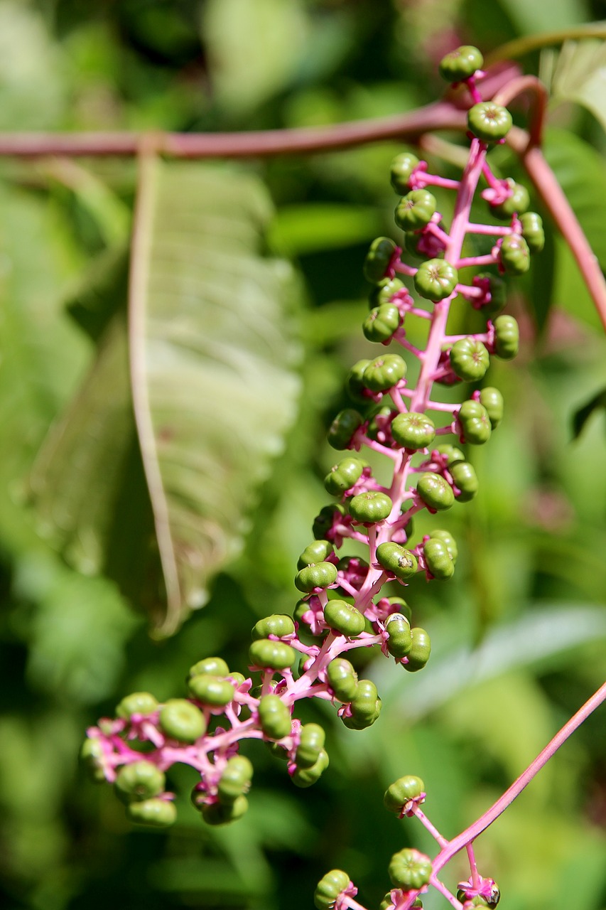 Image - american pokeweed