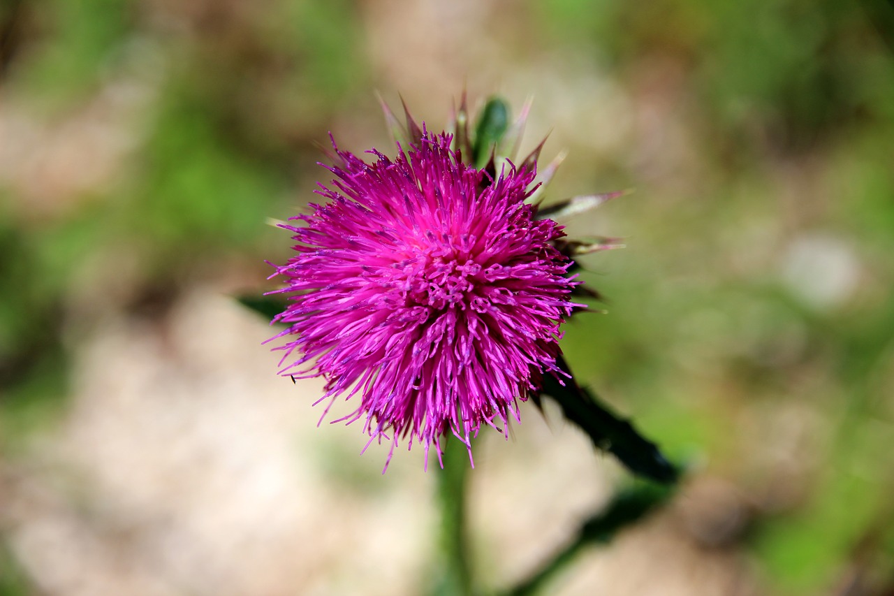 Image - swamp scratch thistle blossom bloom