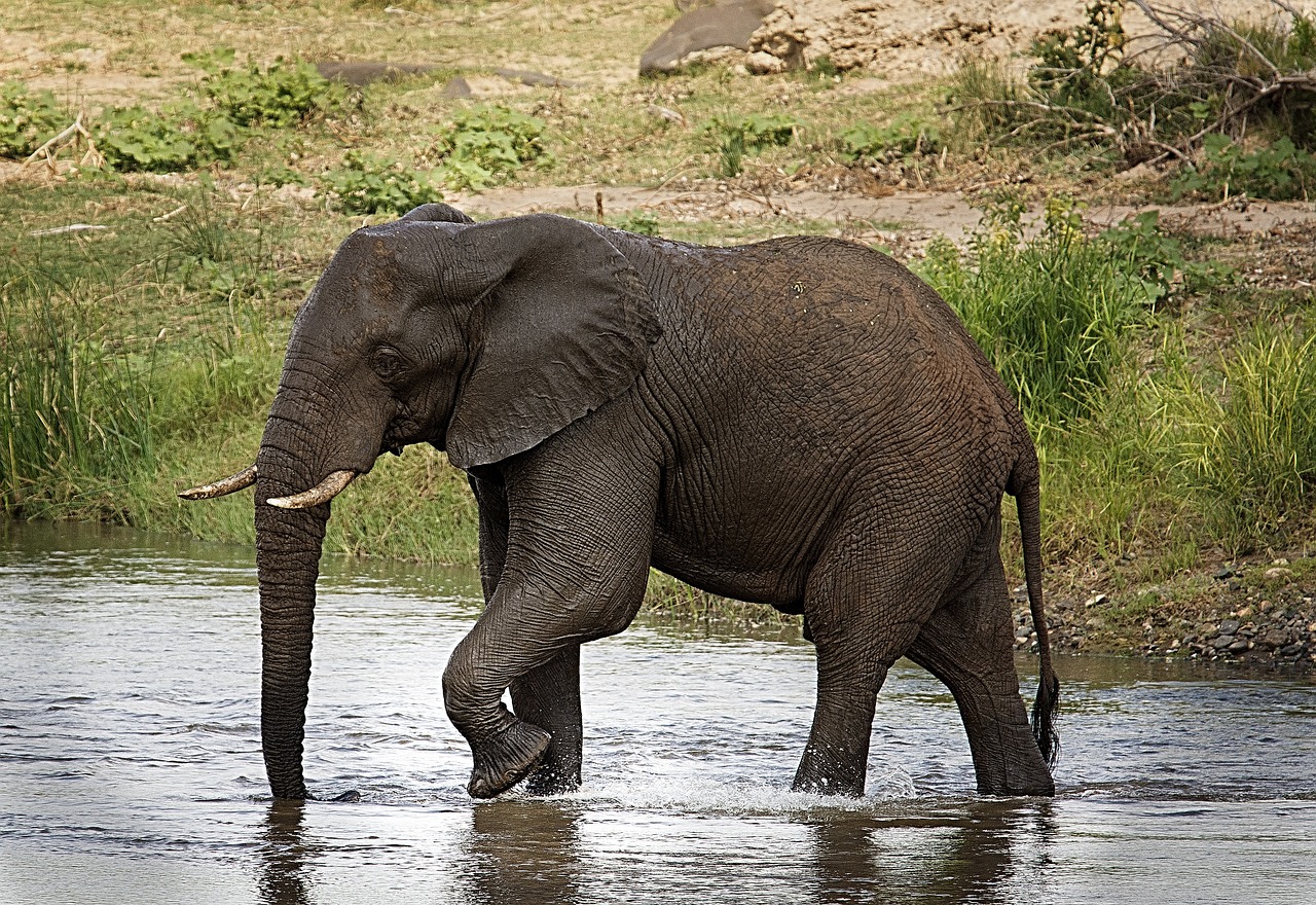 Image - elephant riverbed trunk large