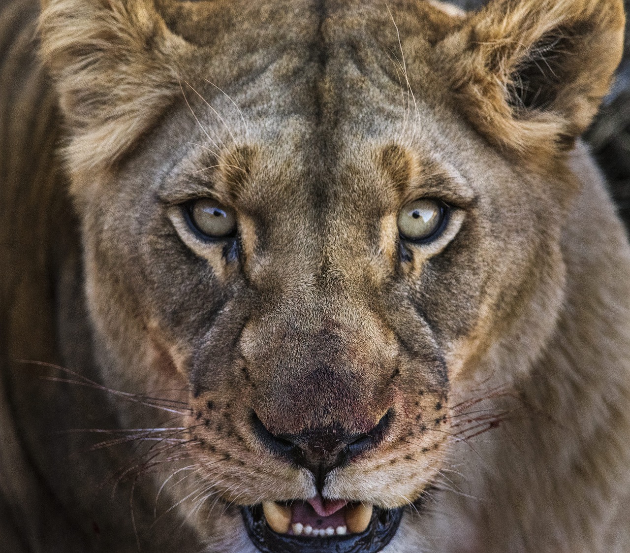 Image - lioness close eyes portrait blood