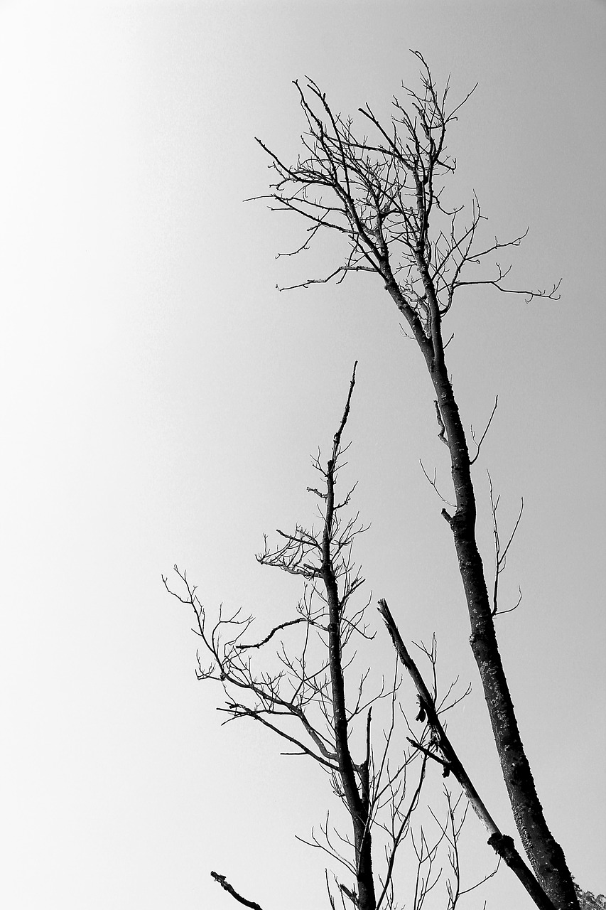 Image - trees dead tree branch arid wood