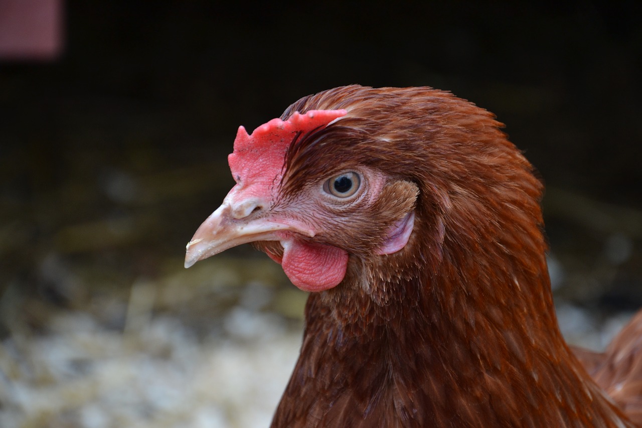 Image - hen brown bird