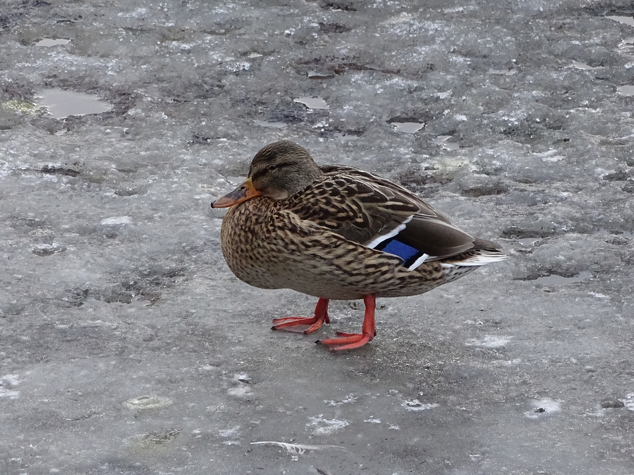 Image - duck drake wild water bird water