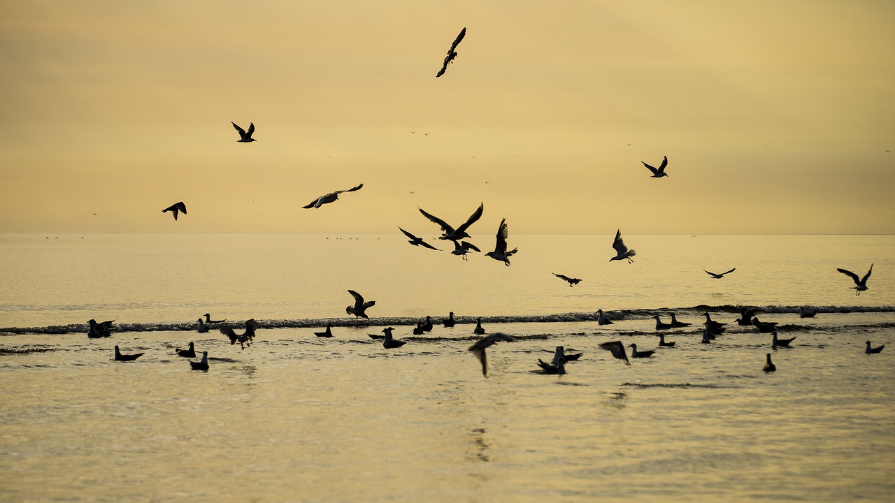 Image - sunrise birds sky aerial sea