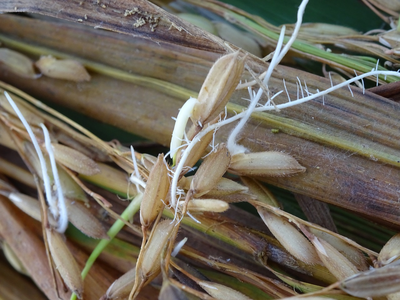 Image - rice seed germinating seed root