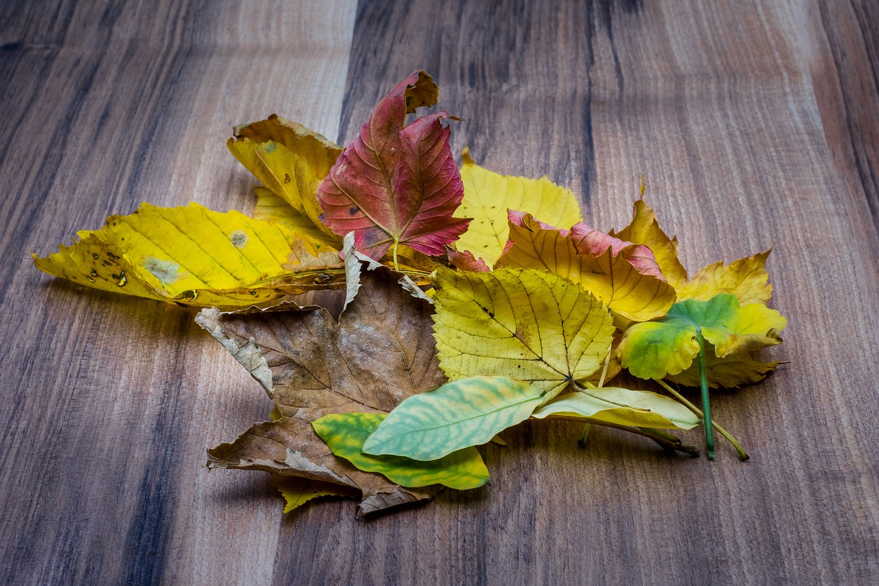 Image - autumn fall leaves nature yellow