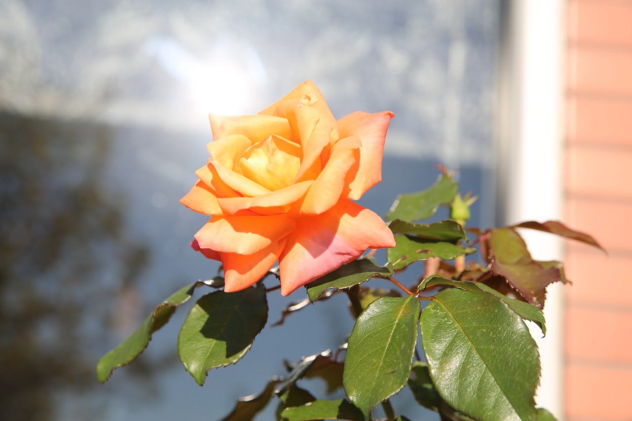 Image - rose shine flower shiny light