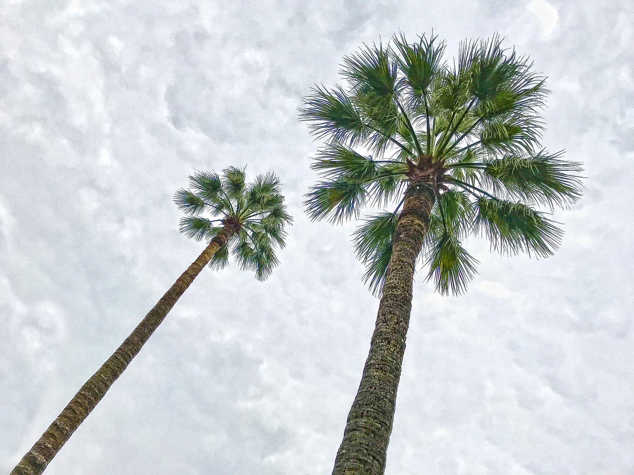 Image - palm trees saint tropez france