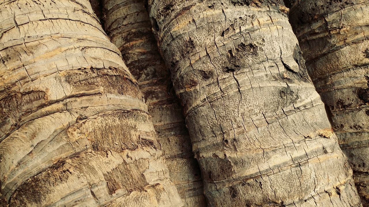 Image - palm trees log wood bark timber